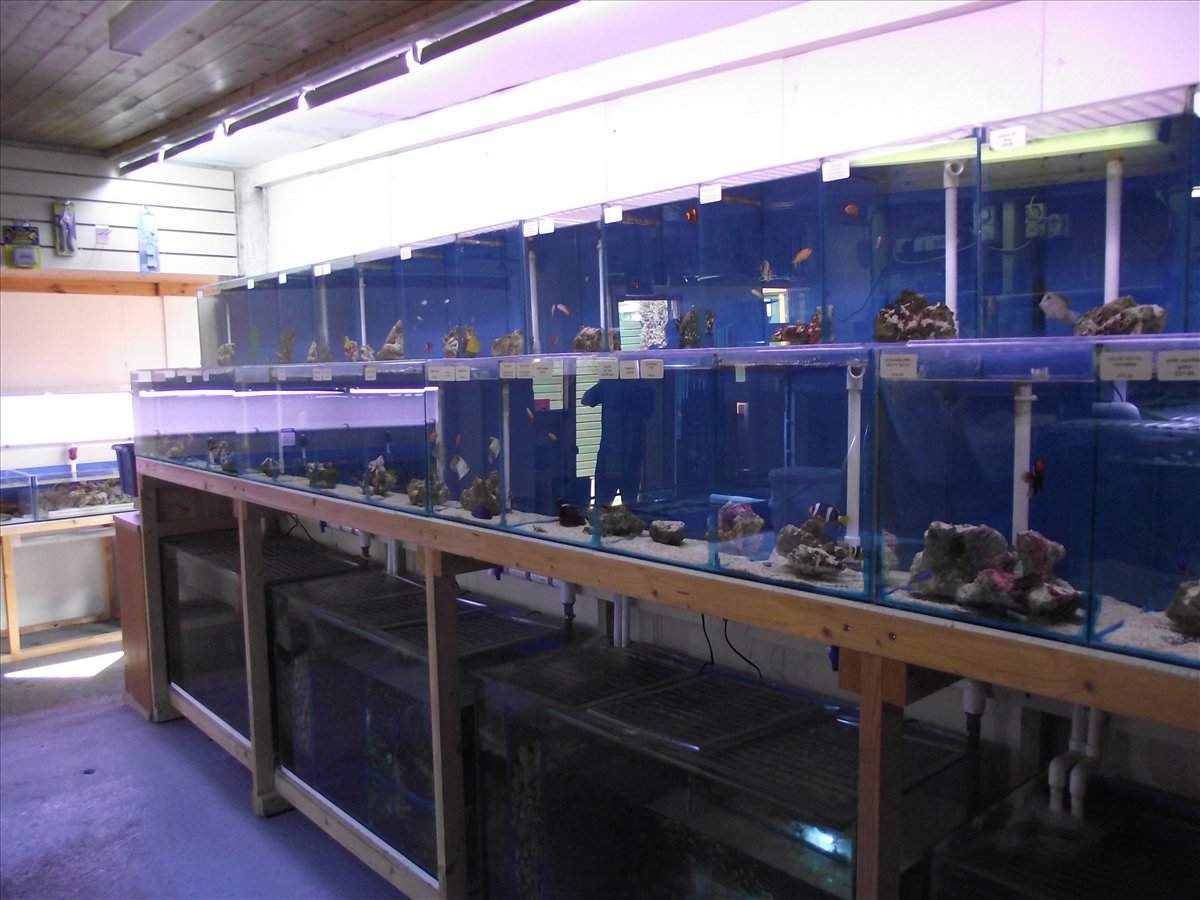 Fish tank 2024 store nearby