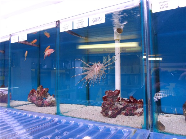 Fish aquatic hotsell store near me