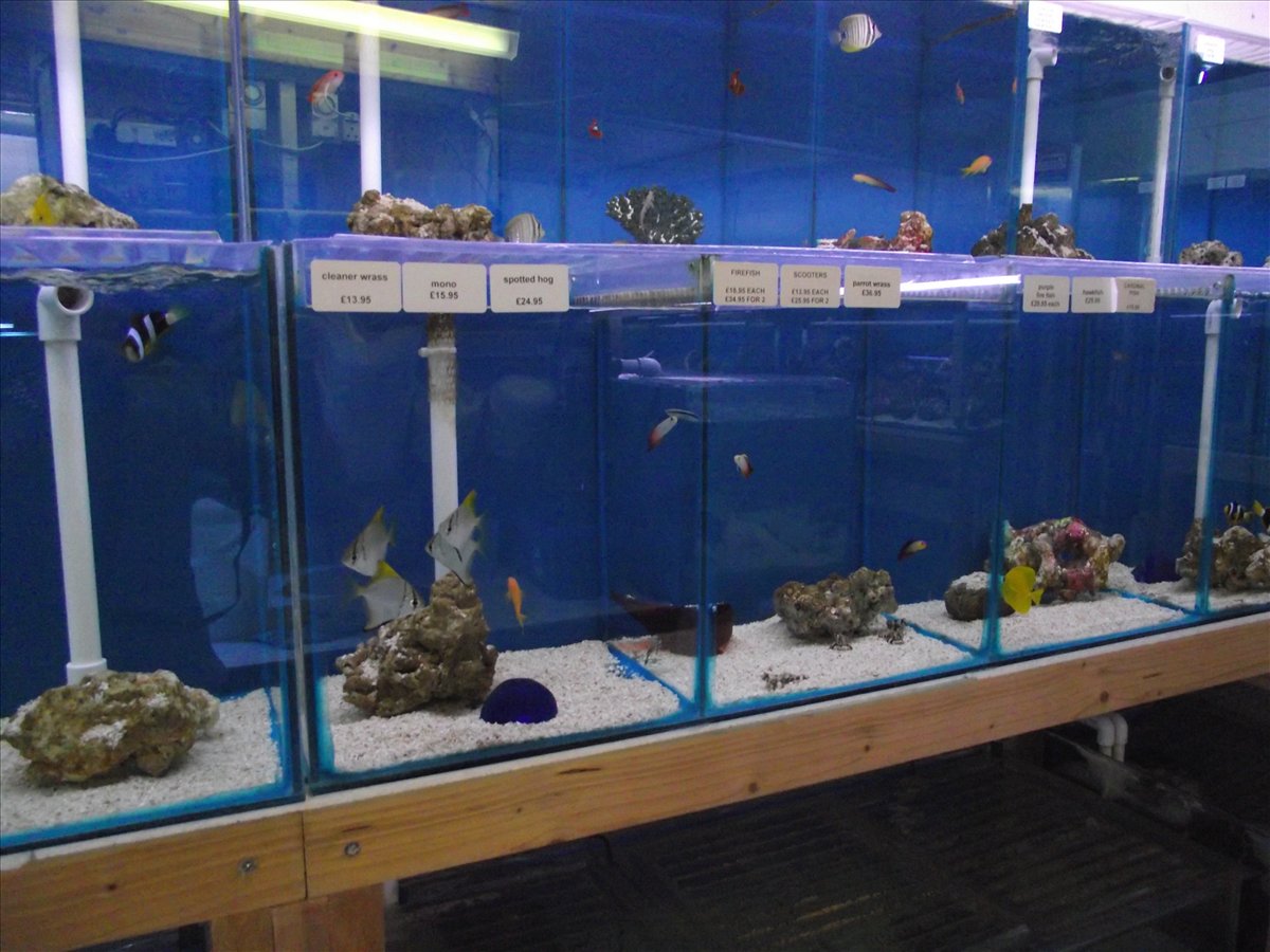 Fish tank 2025 stores near me