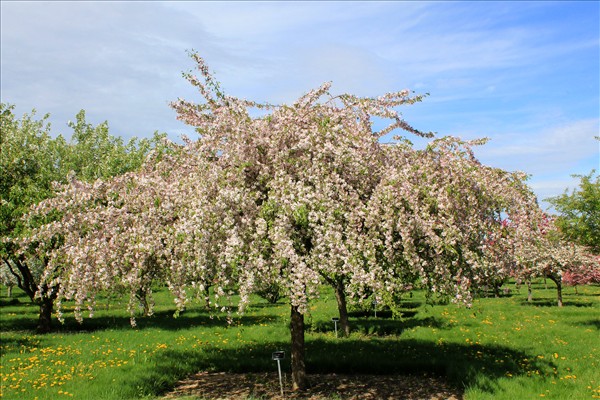 louisa crabapple